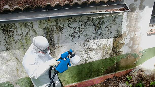Top rated local Mold Remediation specialists in Gainesville, VA